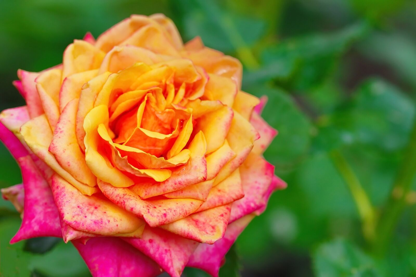 Canon EF 100mm F2.8L Macro IS USM sample photo. Rose, flower, nature photography