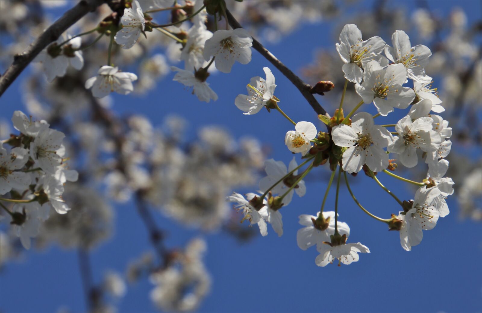 Canon EOS 80D sample photo. Apple, branch, white flowers photography