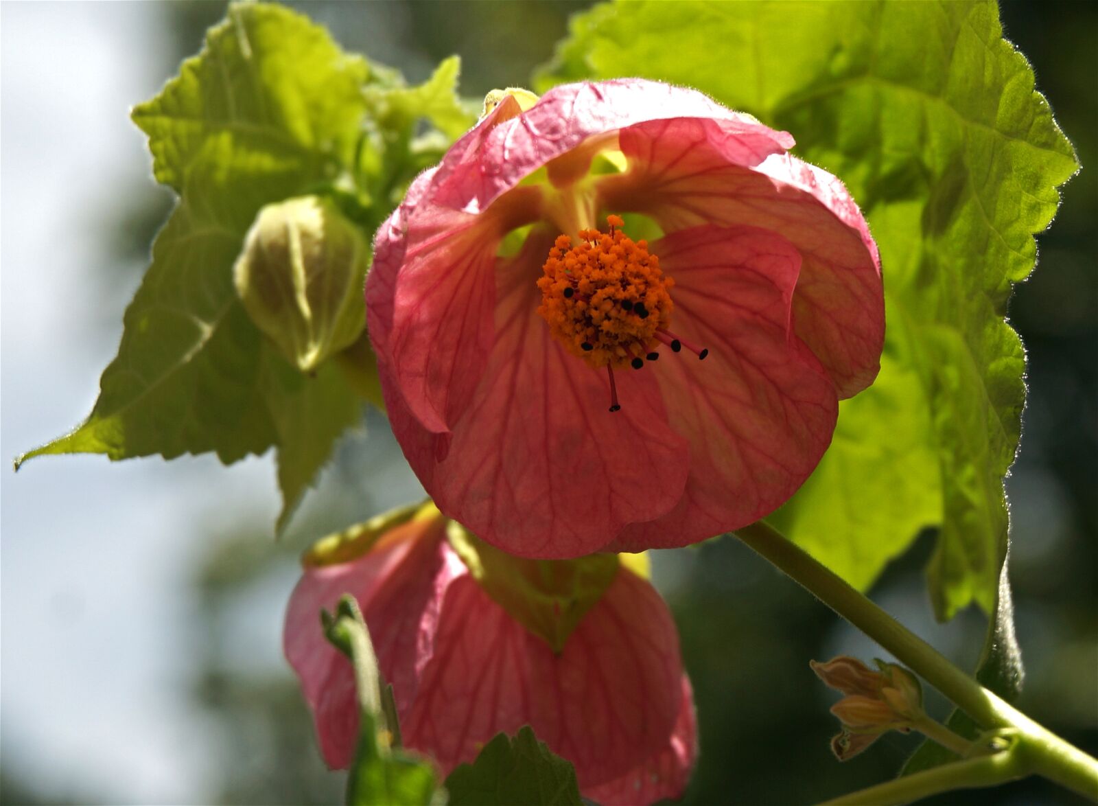 Sony Alpha NEX-5T sample photo. Flowering maple, container plant photography