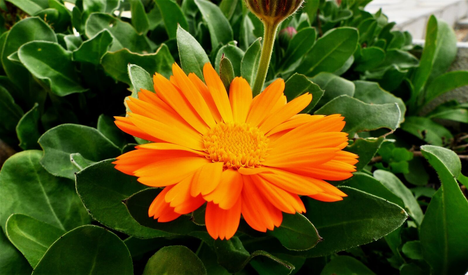 Panasonic Lumix DMC-FZ200 sample photo. Plant, nature, flower photography