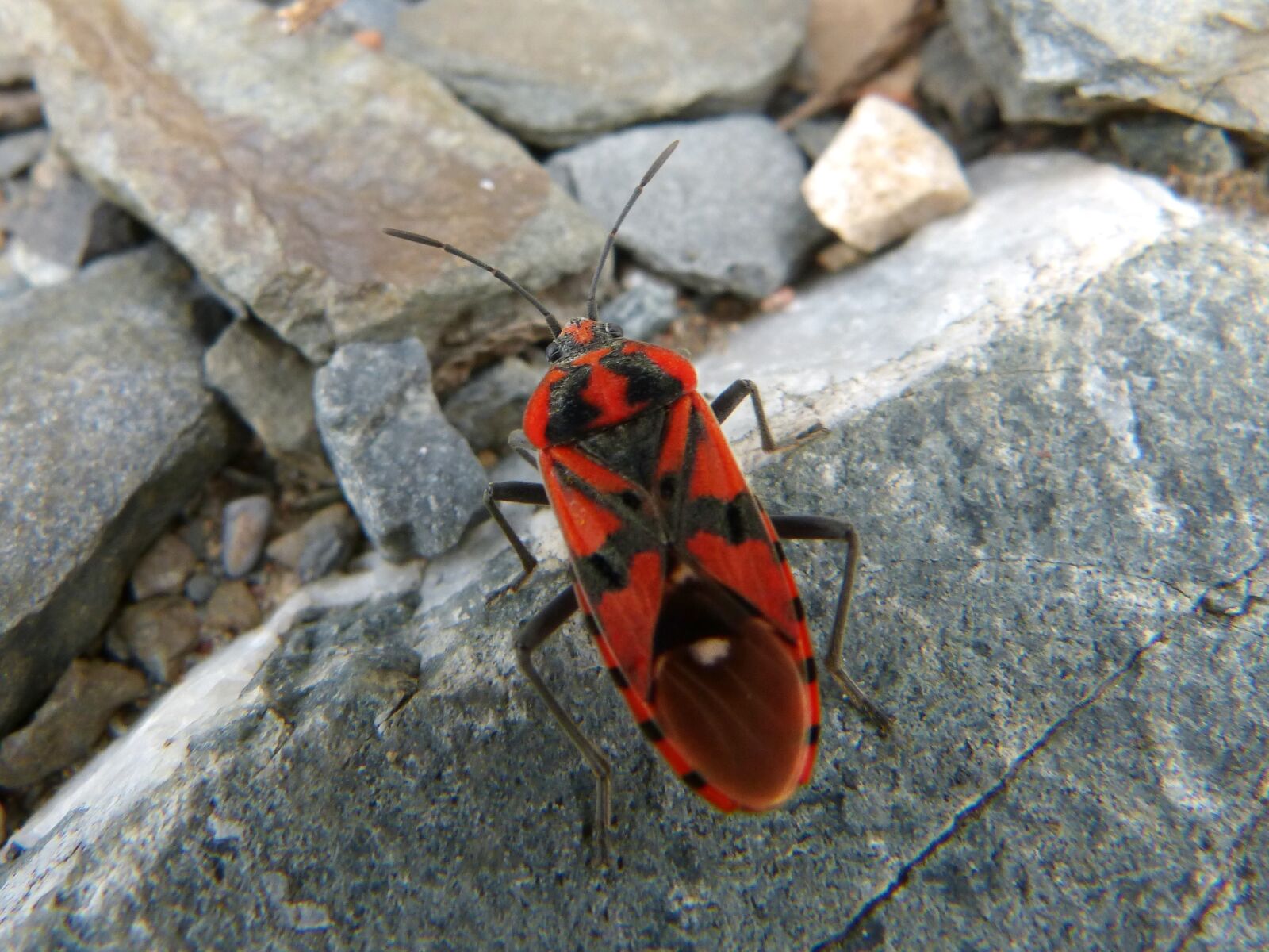 Panasonic DMC-FZ62 sample photo. Beetle, red and black photography
