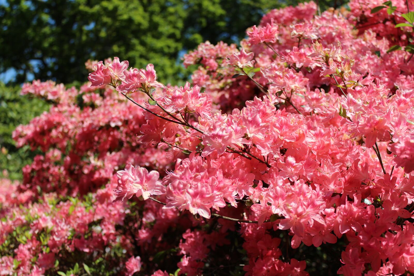 Canon EOS 650D (EOS Rebel T4i / EOS Kiss X6i) sample photo. Nature, flower, flora photography