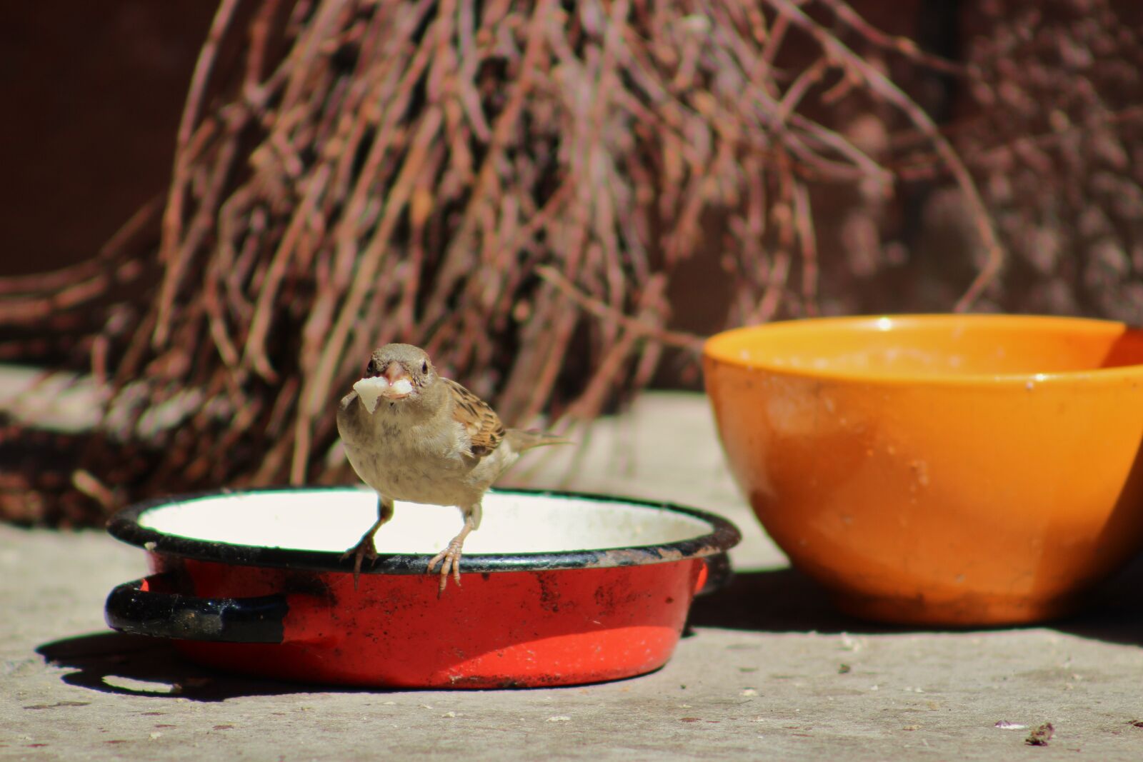 Canon EF75-300mm f/4-5.6 sample photo. The sparrow, wr belek photography