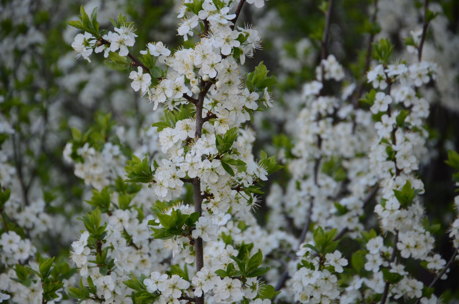 Nikon D7000 sample photo. Spring, bloom, may photography