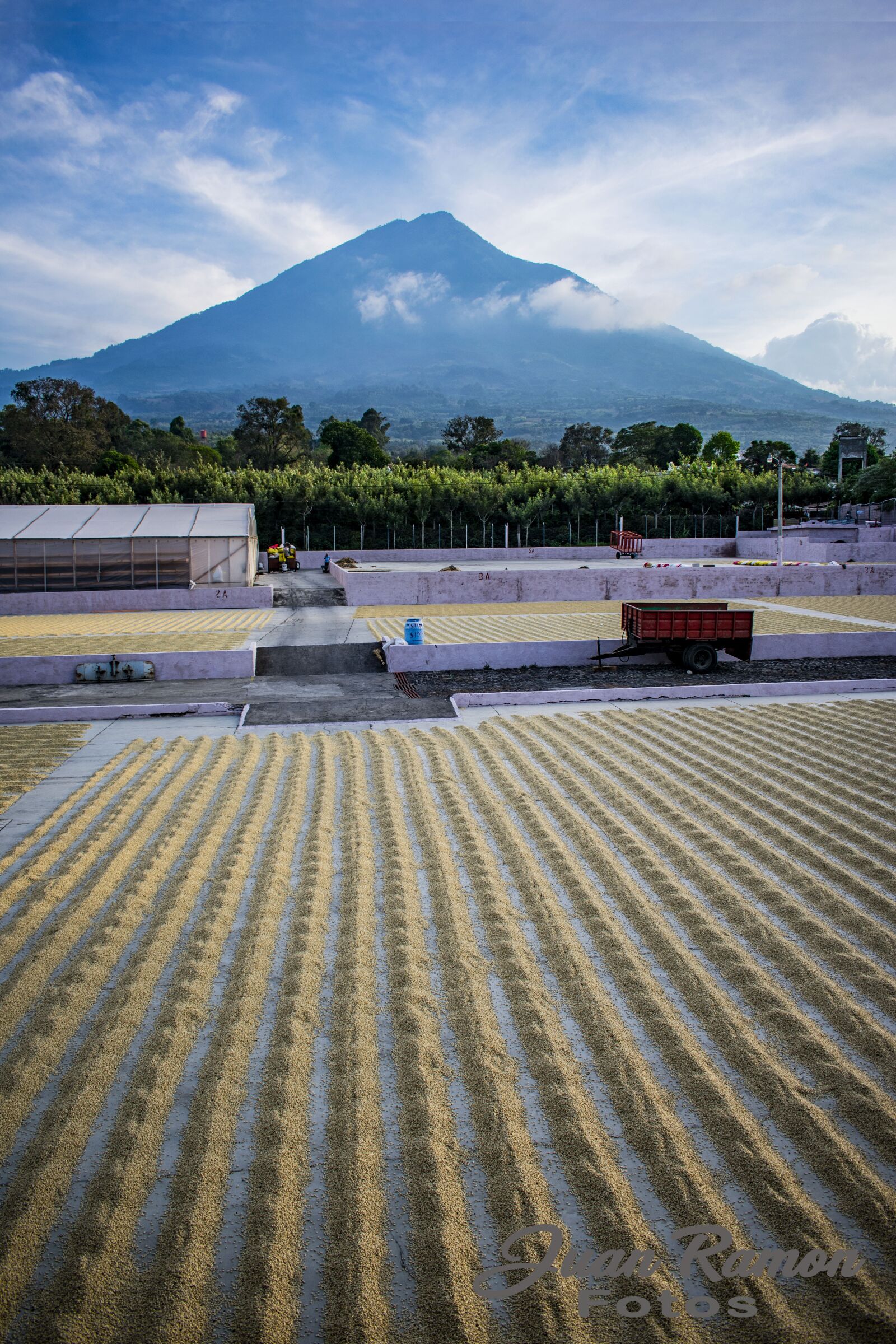 Nikon D3400 sample photo. Drying coffee fields, farm photography