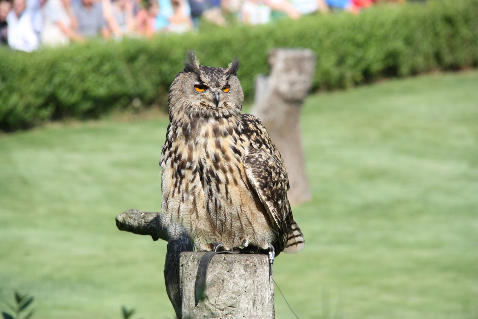 Canon EOS 450D (EOS Rebel XSi / EOS Kiss X2) sample photo. Birds, eagle owl, bird photography