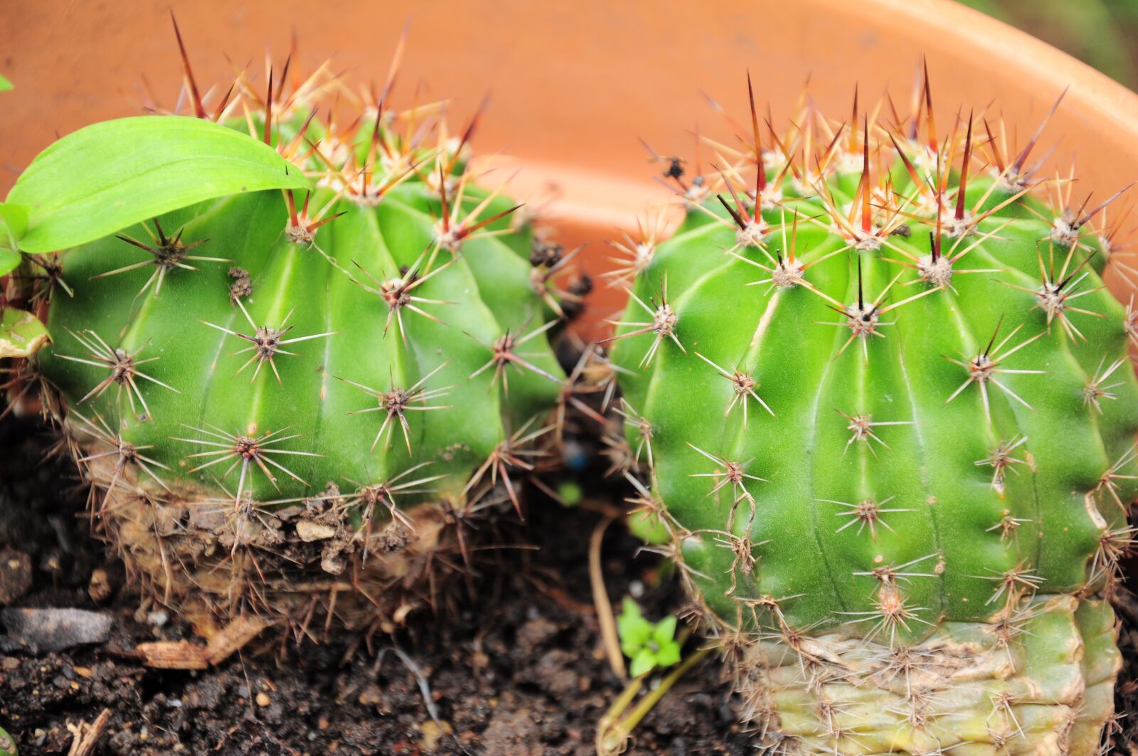 Nikon D90 sample photo. Cactus, cacti, official cactus photography