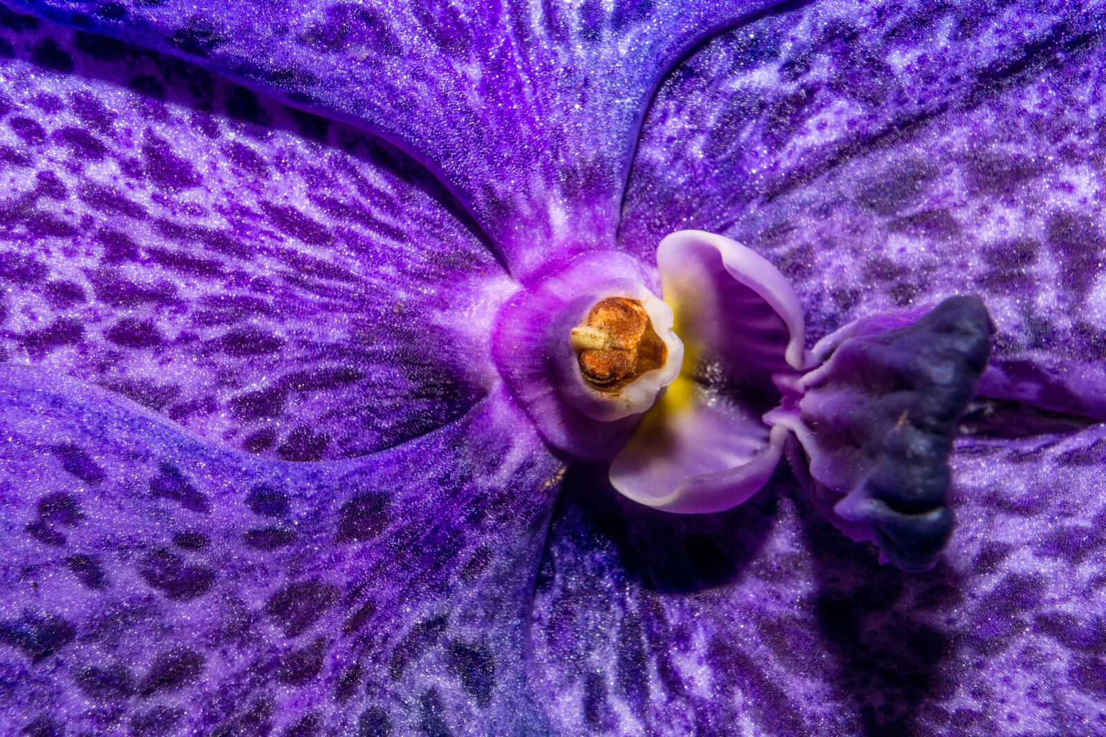 Sony a6000 + Sony E 35mm F1.8 OSS sample photo. Orchid, blossom, bloom photography