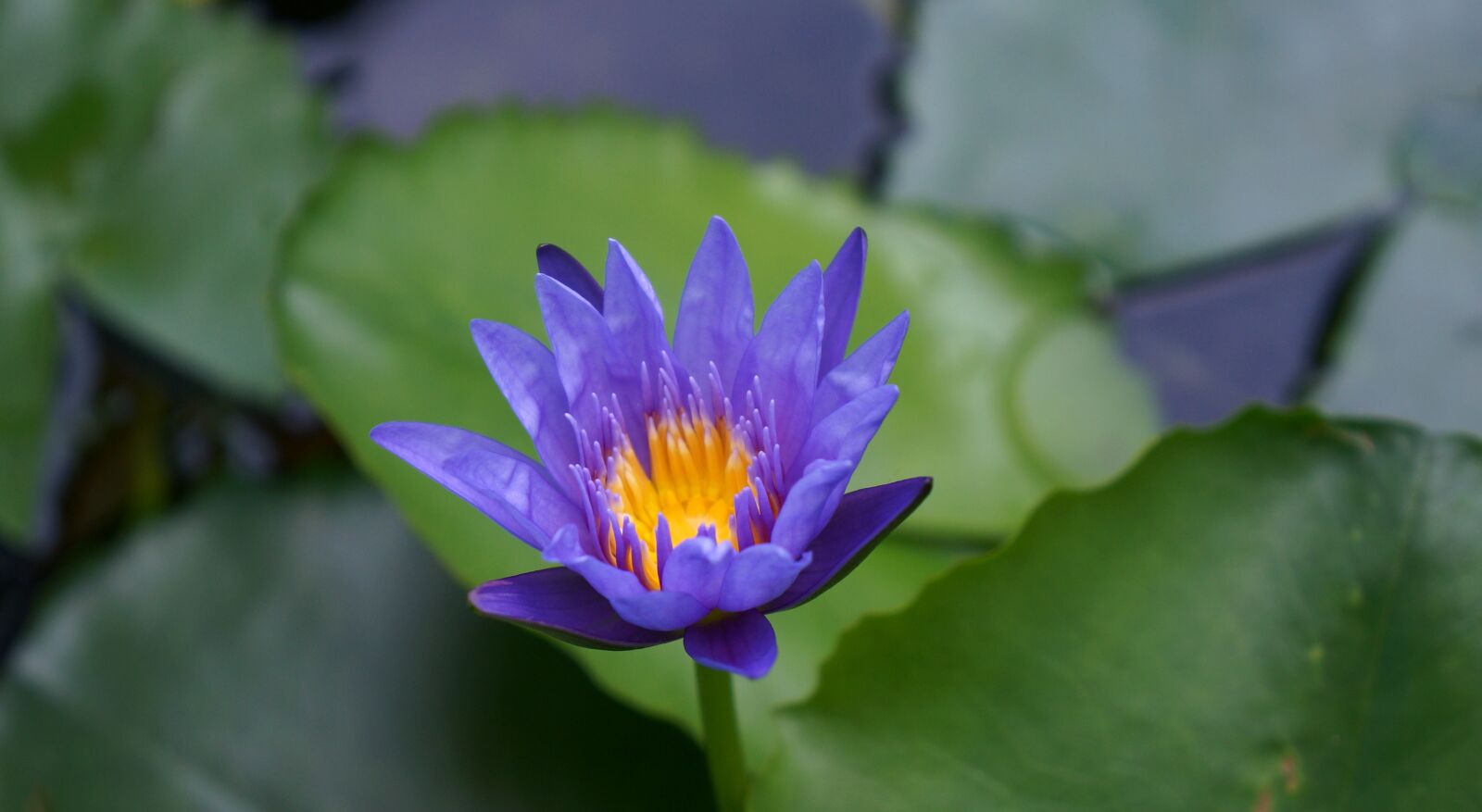 Sony Alpha NEX-F3 + Sony E 18-55mm F3.5-5.6 OSS sample photo. Natural, gun cotton, purple photography