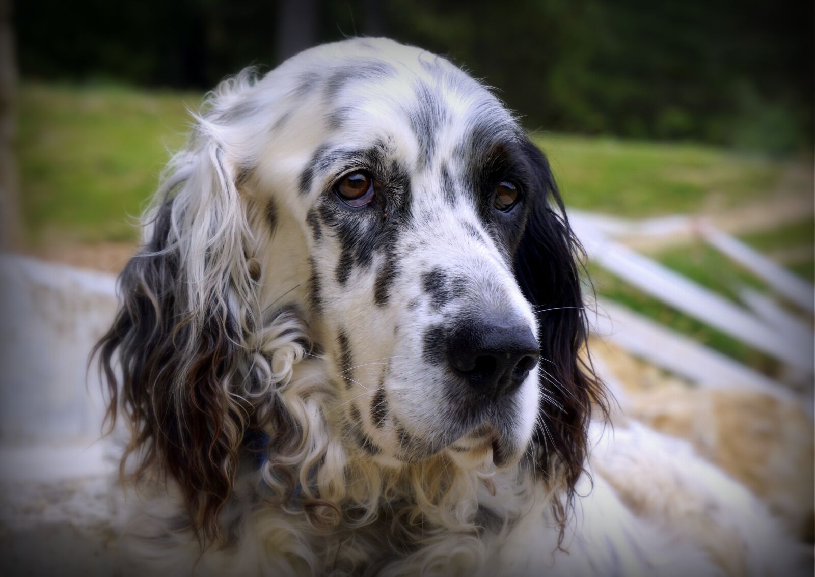 Sony a6000 sample photo. Dog, pastor, animals photography