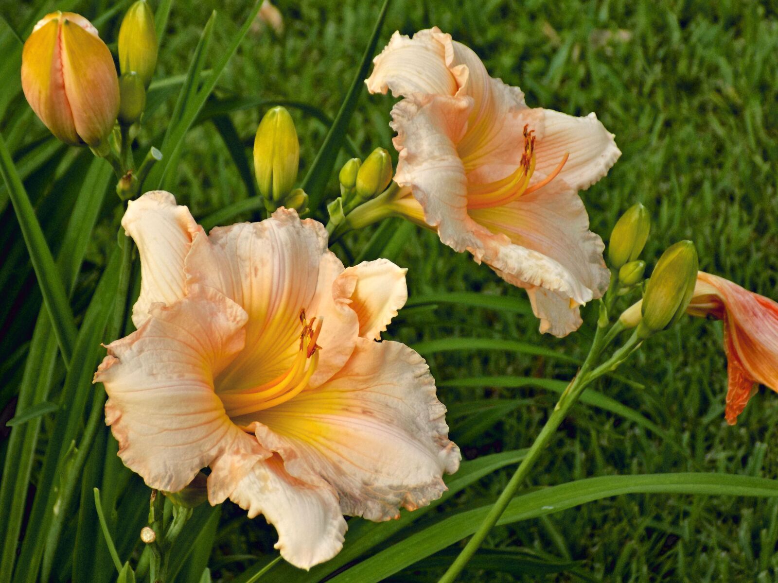 Nikon COOLPIX L340 sample photo. Day lillies, flowers, blooms photography