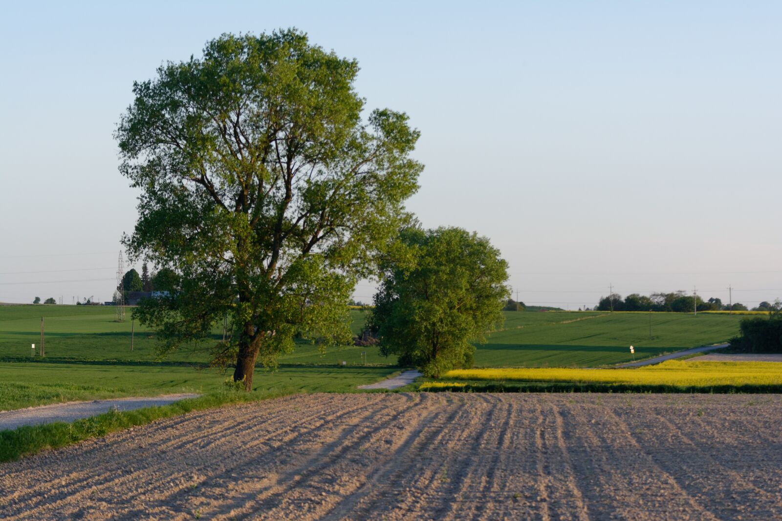 Nikon D5200 sample photo. Fields, rapeseed, the cultivation photography