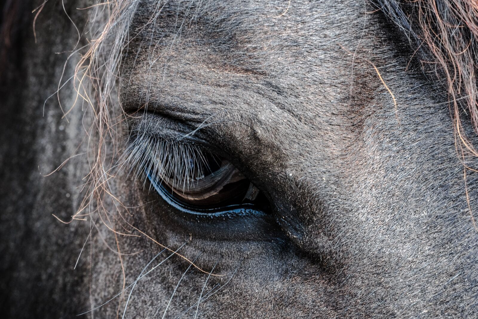 Nikon D750 sample photo. Animal, close-up, eye photography