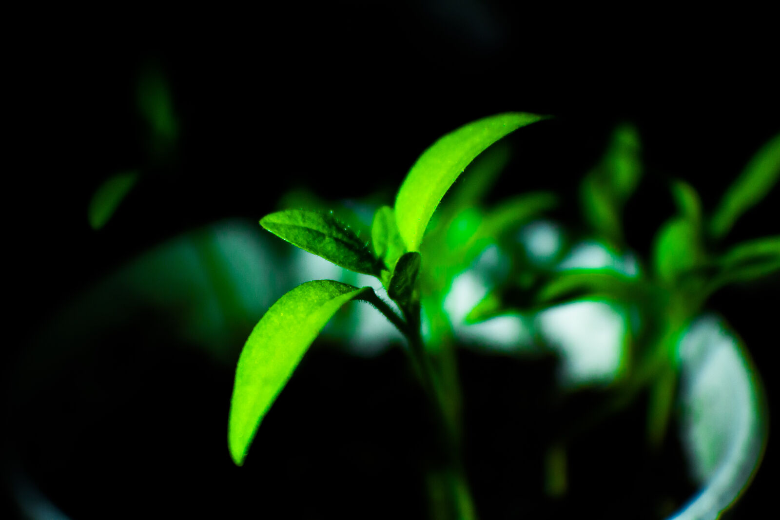 Canon EOS 1200D (EOS Rebel T5 / EOS Kiss X70 / EOS Hi) sample photo. Canon, green, nature, night photography