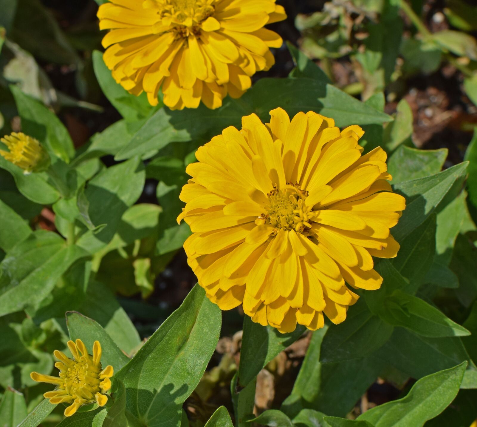 Nikon D3300 sample photo. Yellow zinnia, flower, blossom photography