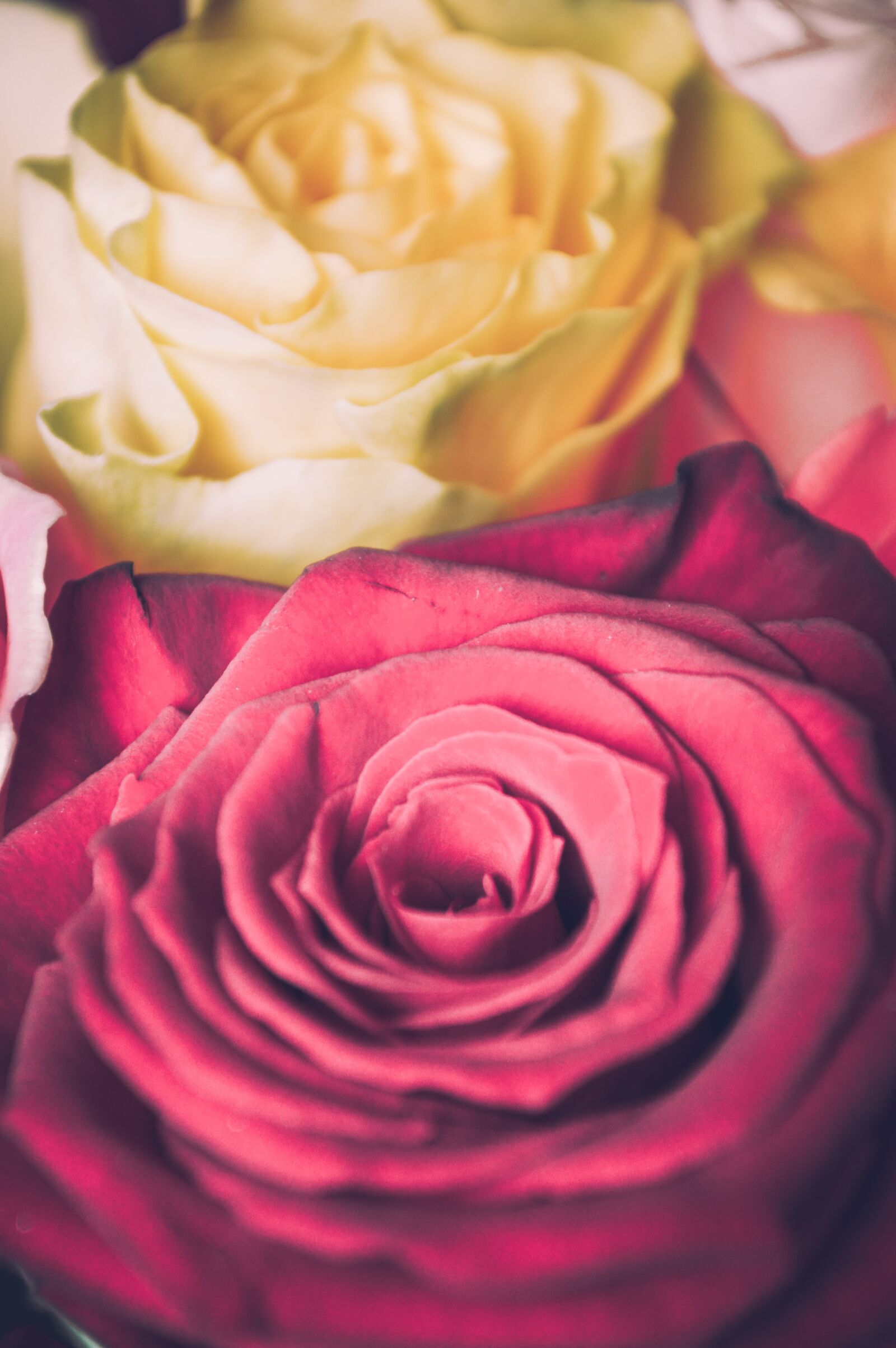 Nikon D3200 sample photo. Mother's day, a celebration photography