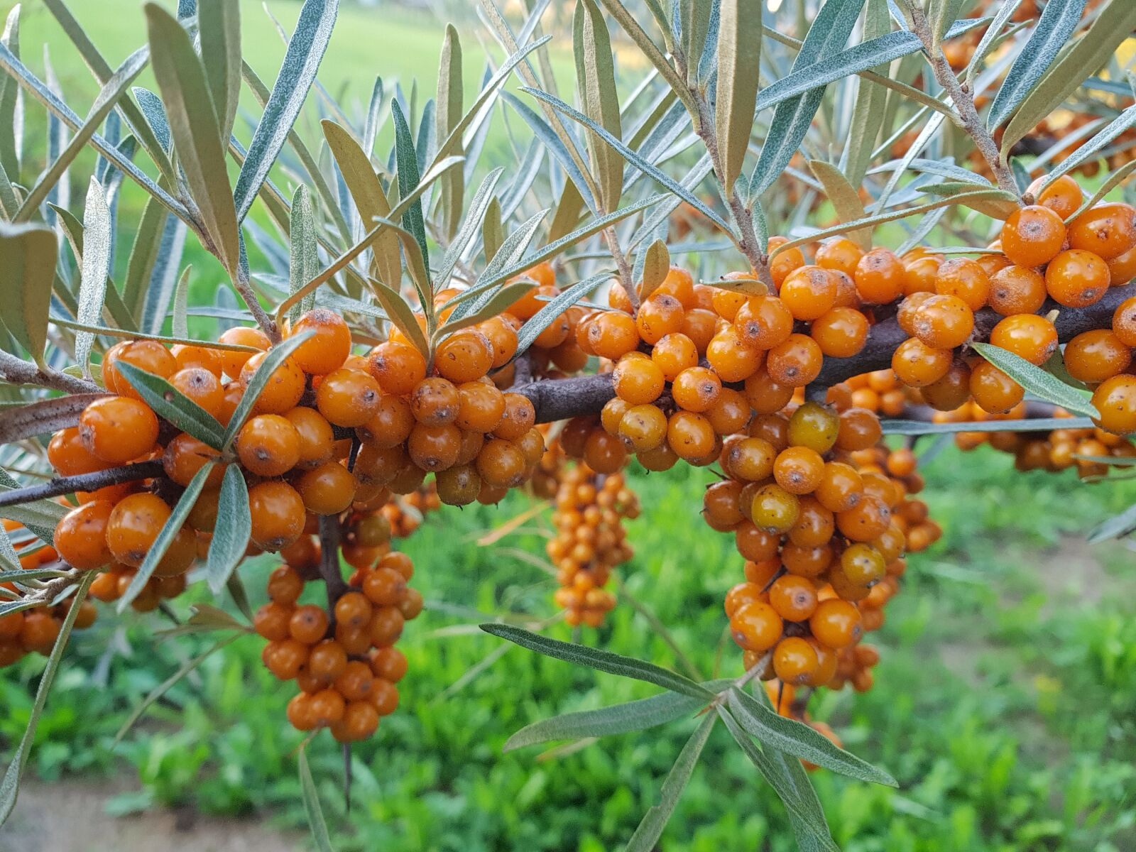 Samsung Galaxy S9+ sample photo. Seeds, fruit, leaves photography