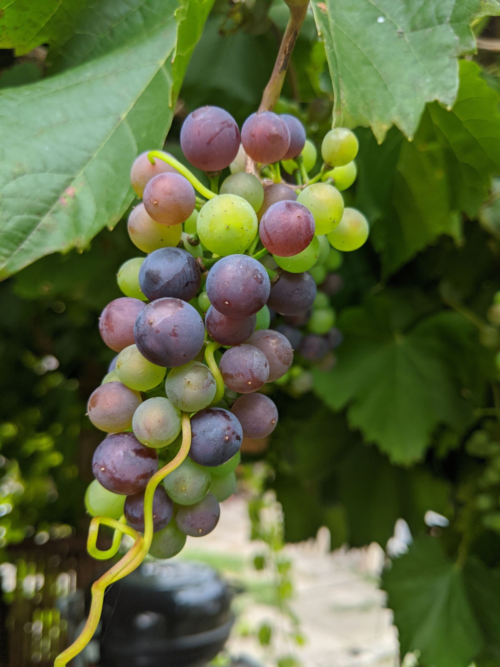 Google Pixel 2 XL sample photo. Wine, grape, grapevine photography