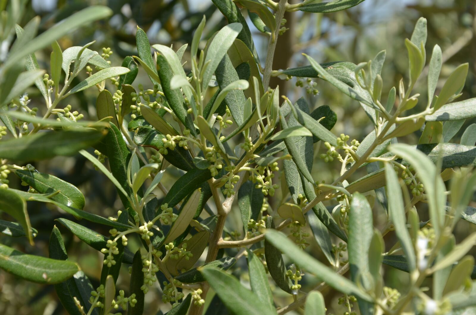 Nikon D7000 sample photo. Olive flower, olive blossom photography