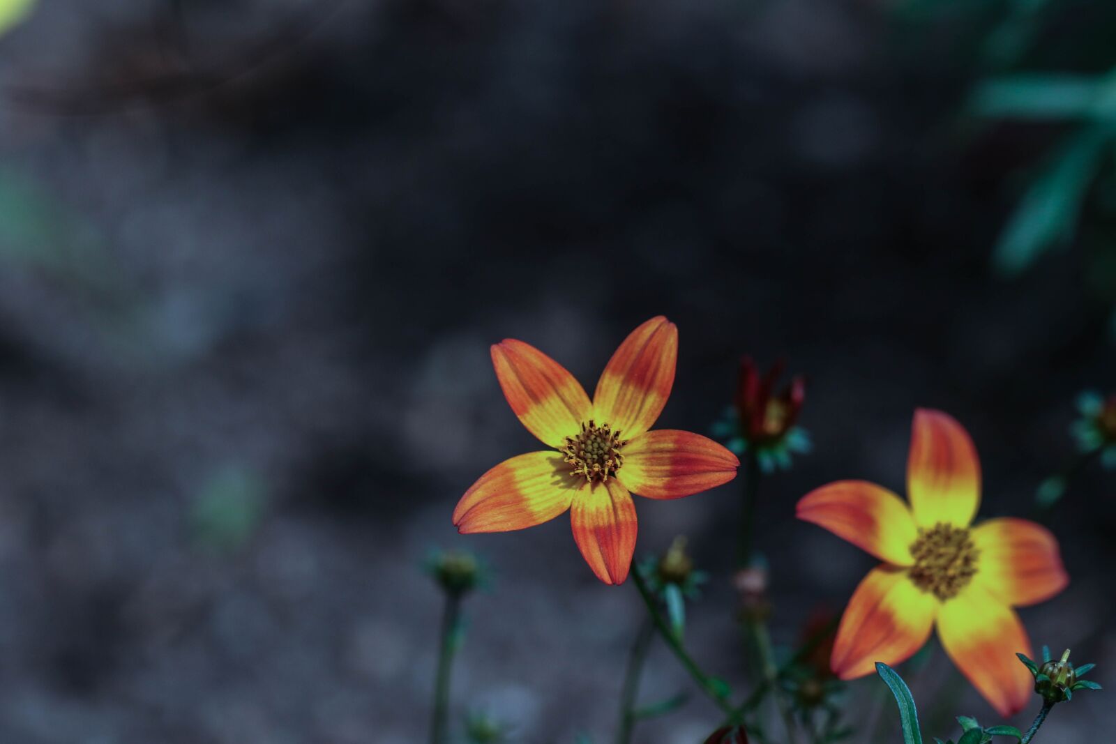 Canon EOS 7D Mark II sample photo. Flower, summer flower, garden photography