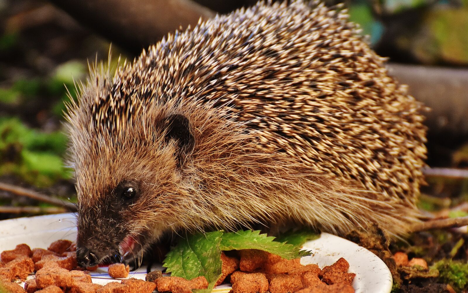 Nikon D7200 sample photo. Hedgehog child, young hedgehog photography