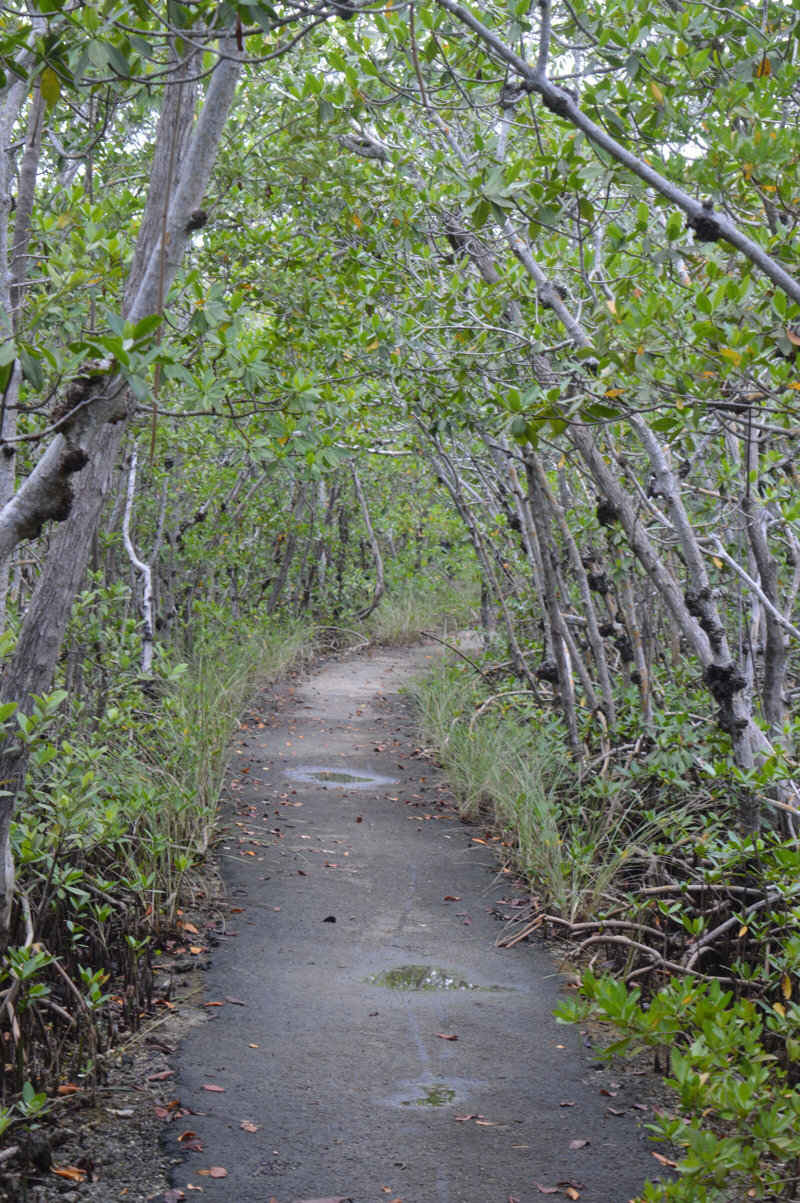 Nikon D3200 sample photo. Miami, nature, park, path photography
