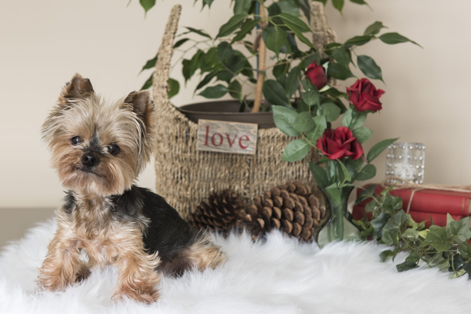 Nikon D810 sample photo. Love, holiday, little photography