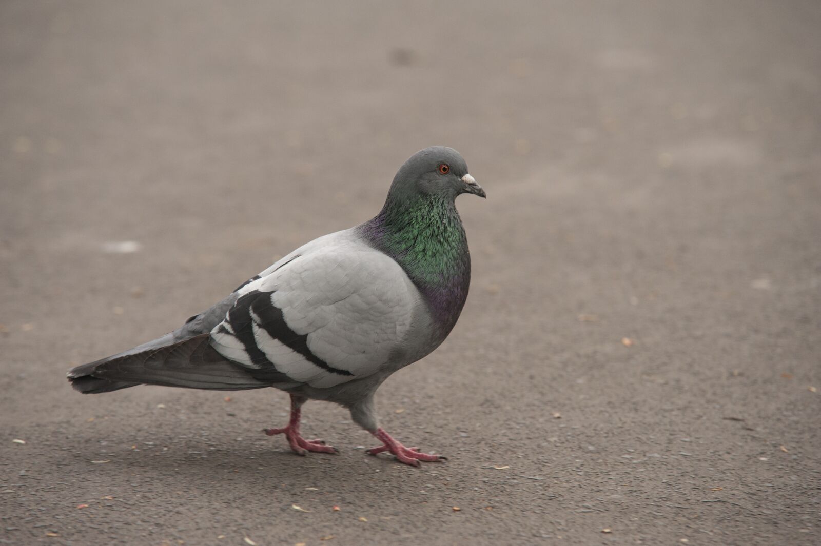 Nikon D700 sample photo. Pigeon, park, birds photography