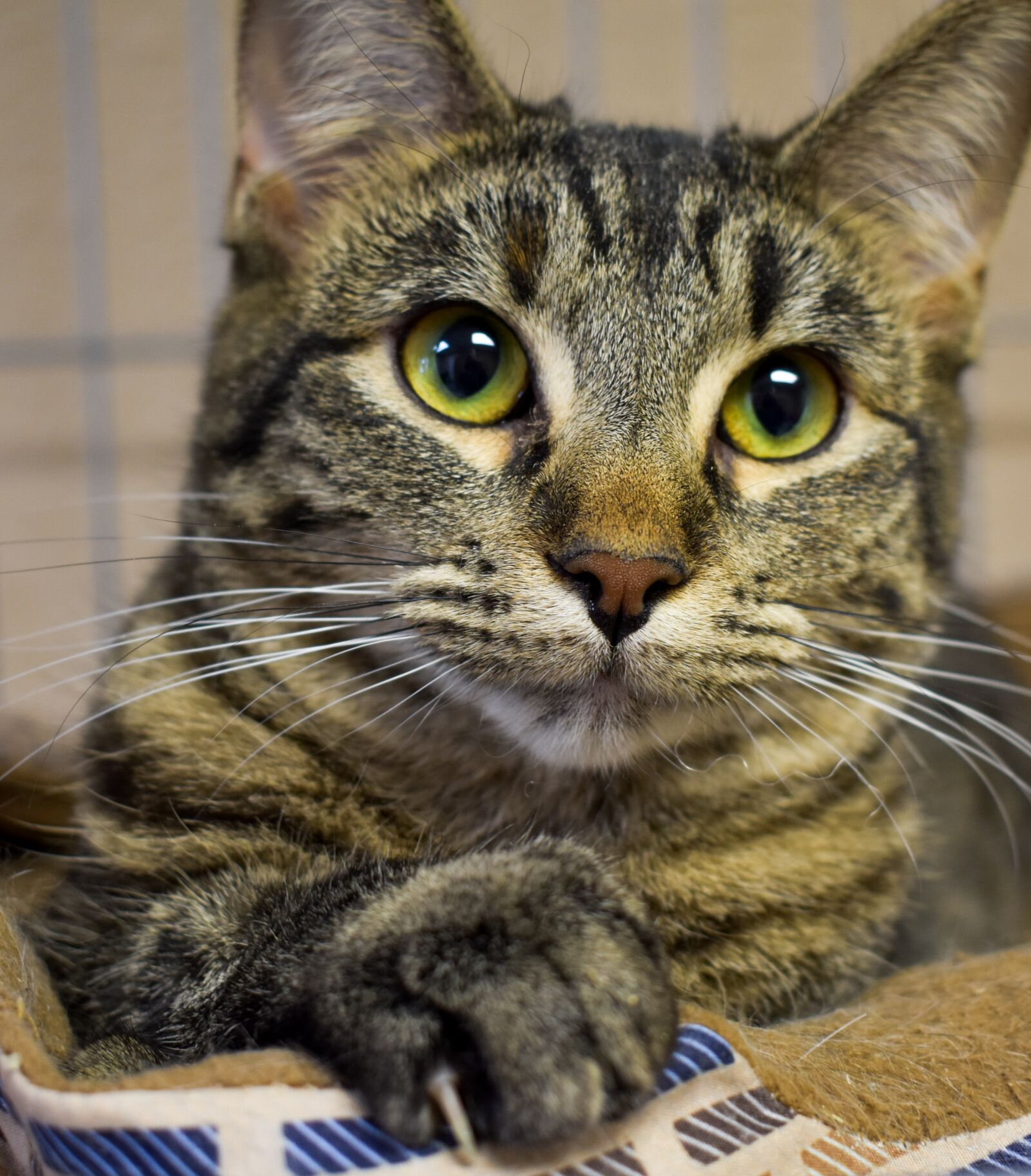 Nikon D3400 sample photo. Cat, feline, pet photography