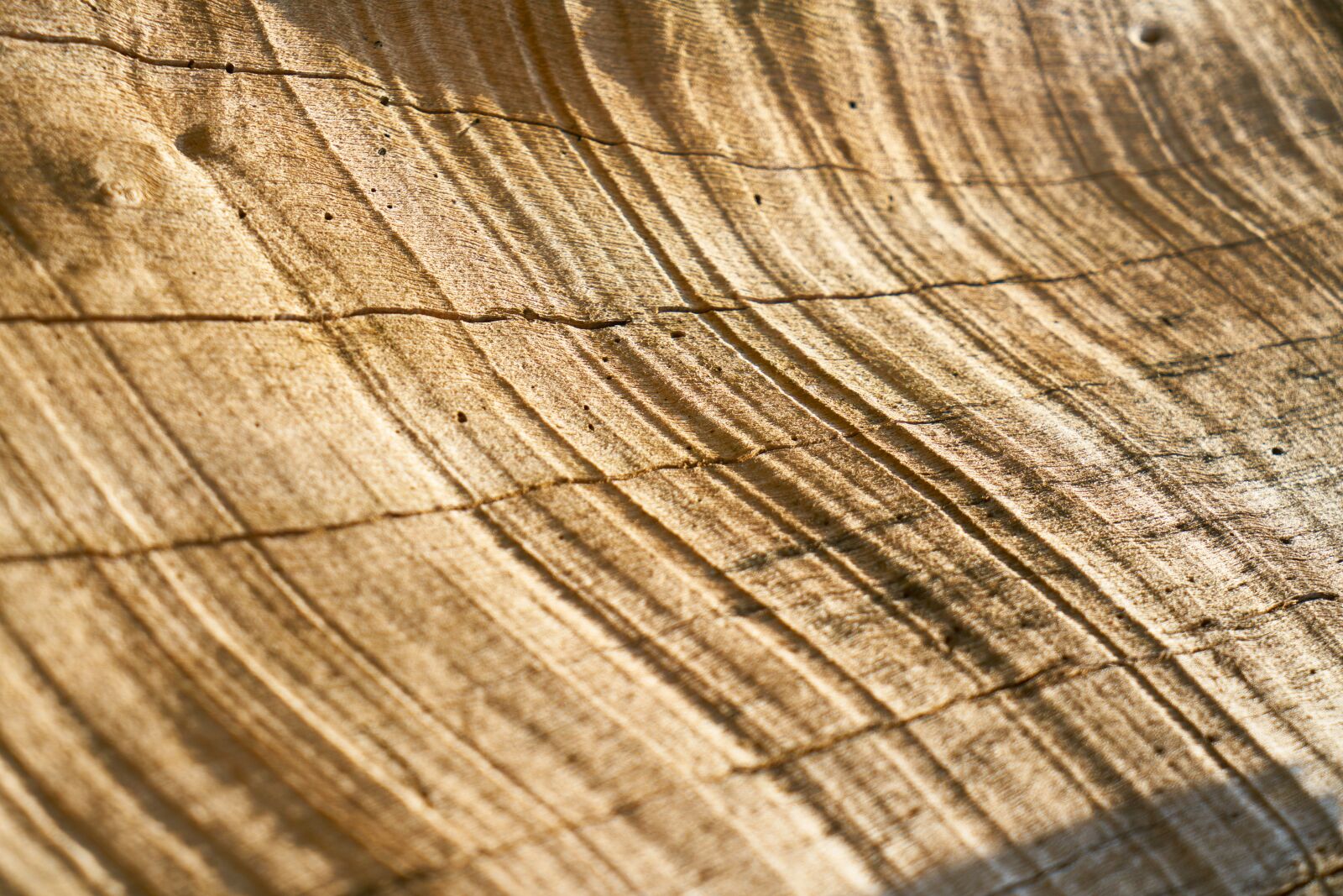 Sony a7R II sample photo. Abstract, brown, tree photography