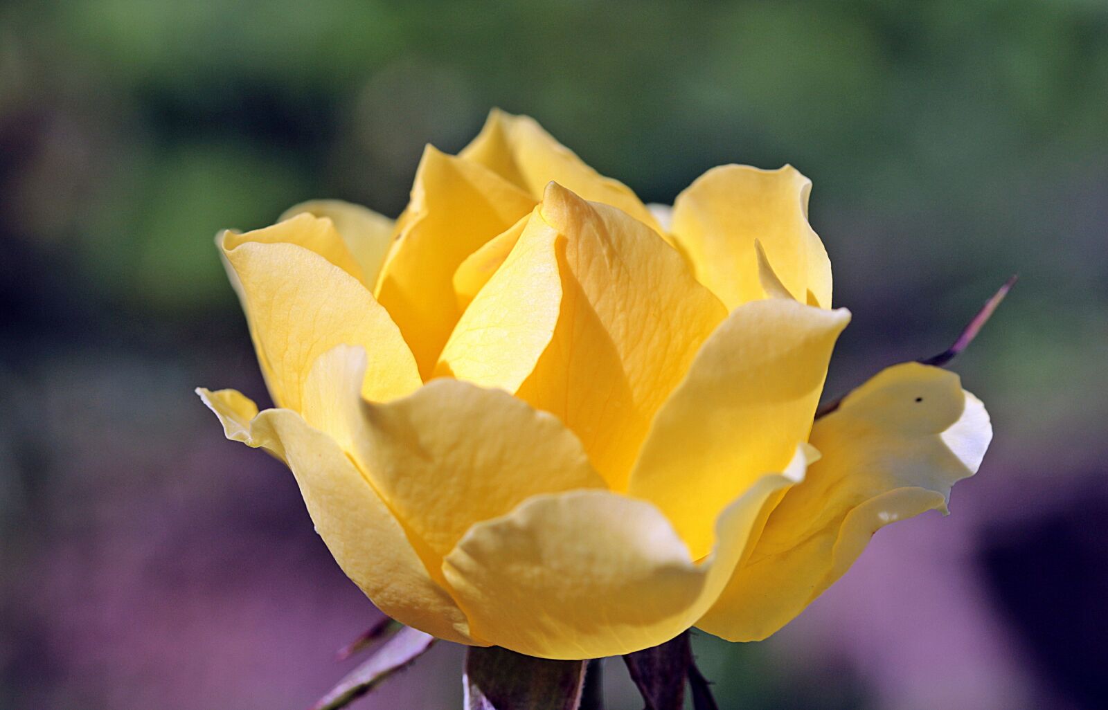 Canon EOS 650D (EOS Rebel T4i / EOS Kiss X6i) sample photo. Rose, rose bloom, yellow photography