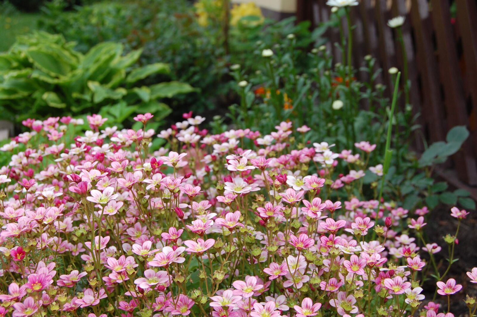 Nikon D40 sample photo. Flowers, garden, spring photography