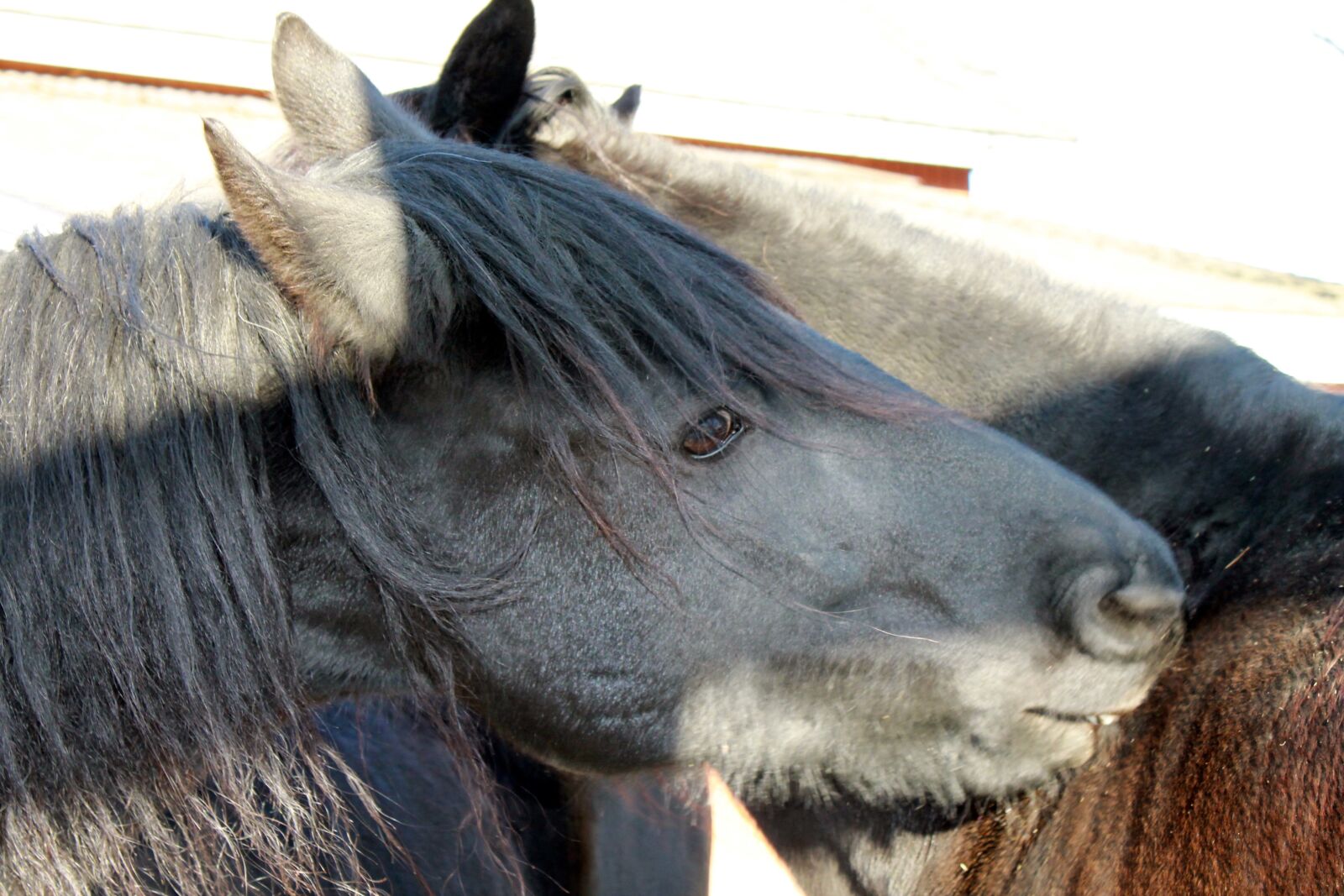 Canon EOS 1100D (EOS Rebel T3 / EOS Kiss X50) sample photo. Horses, equine, horse photography