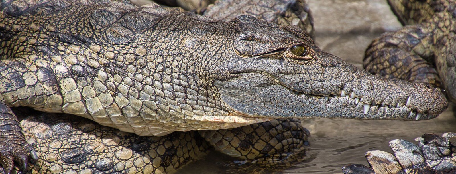 Canon EOS 70D sample photo. Crocodile, alligator, reptile photography