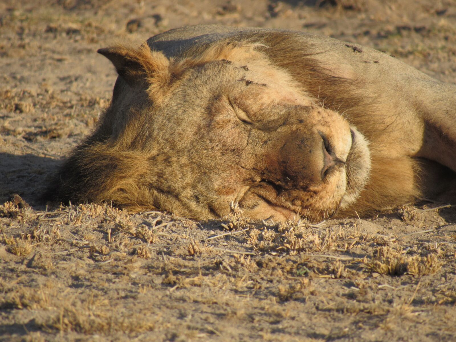 Canon PowerShot SX530 HS sample photo. Safari, wildlife, animal photography