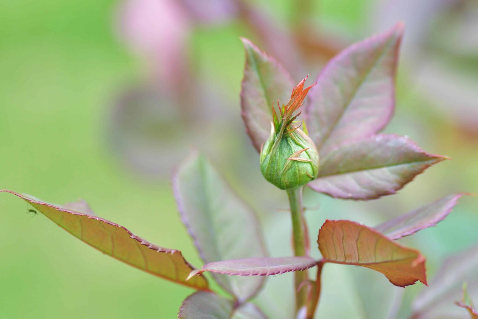 Nikon D500 sample photo. Green leaves, flora, nature photography