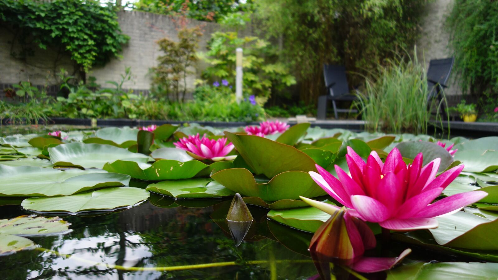 Sony Cyber-shot DSC-RX100 sample photo. Water lily, pond, pink photography