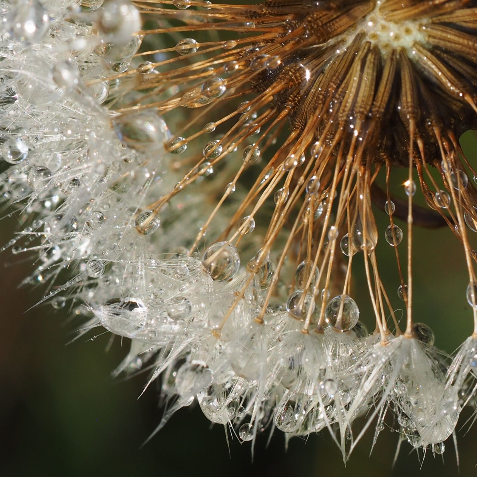 Olympus M.Zuiko Digital ED 60mm F2.8 Macro sample photo. Dandelion, dewy, droplets photography
