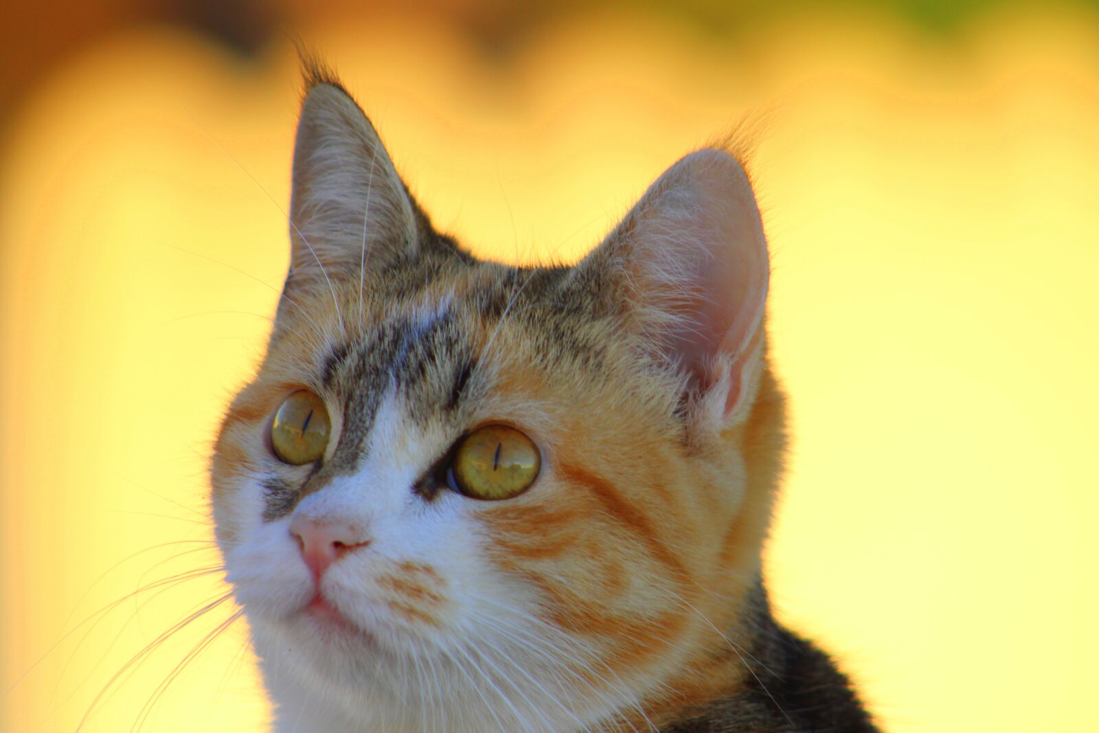 Canon EF75-300mm f/4-5.6 sample photo. Cat, three-colour cat, pet photography