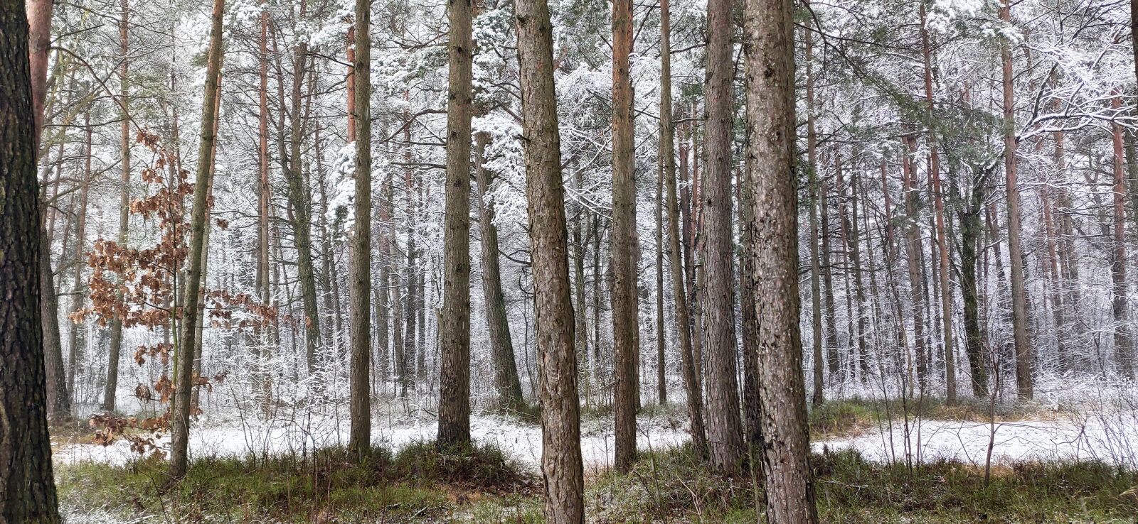 Xiaomi Mi 9T Pro sample photo. Forest, winter, snow photography