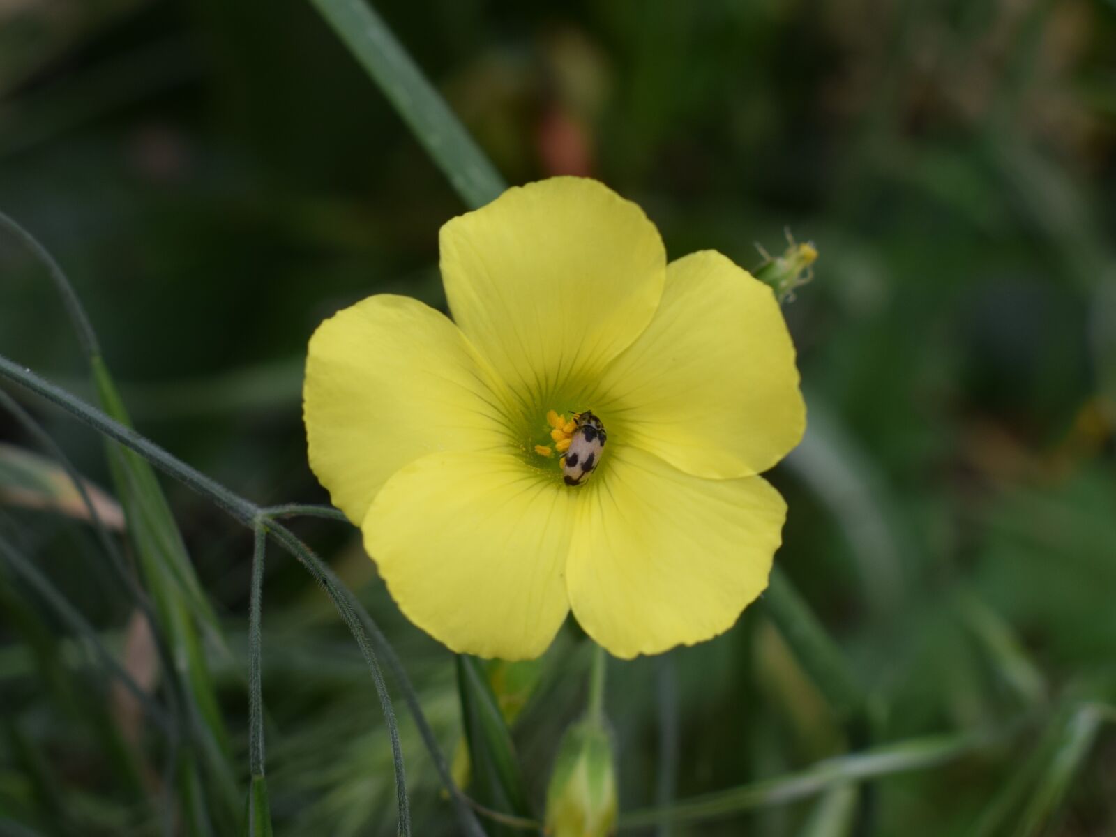 Nikon D3300 sample photo. Wildflower, nature, flora photography