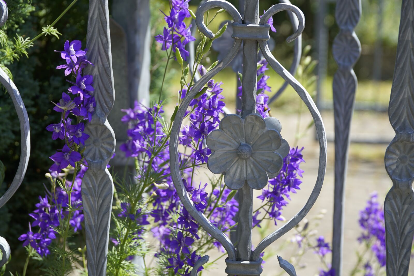 Sony a7R II sample photo. Delphinium, fence, larkspur photography