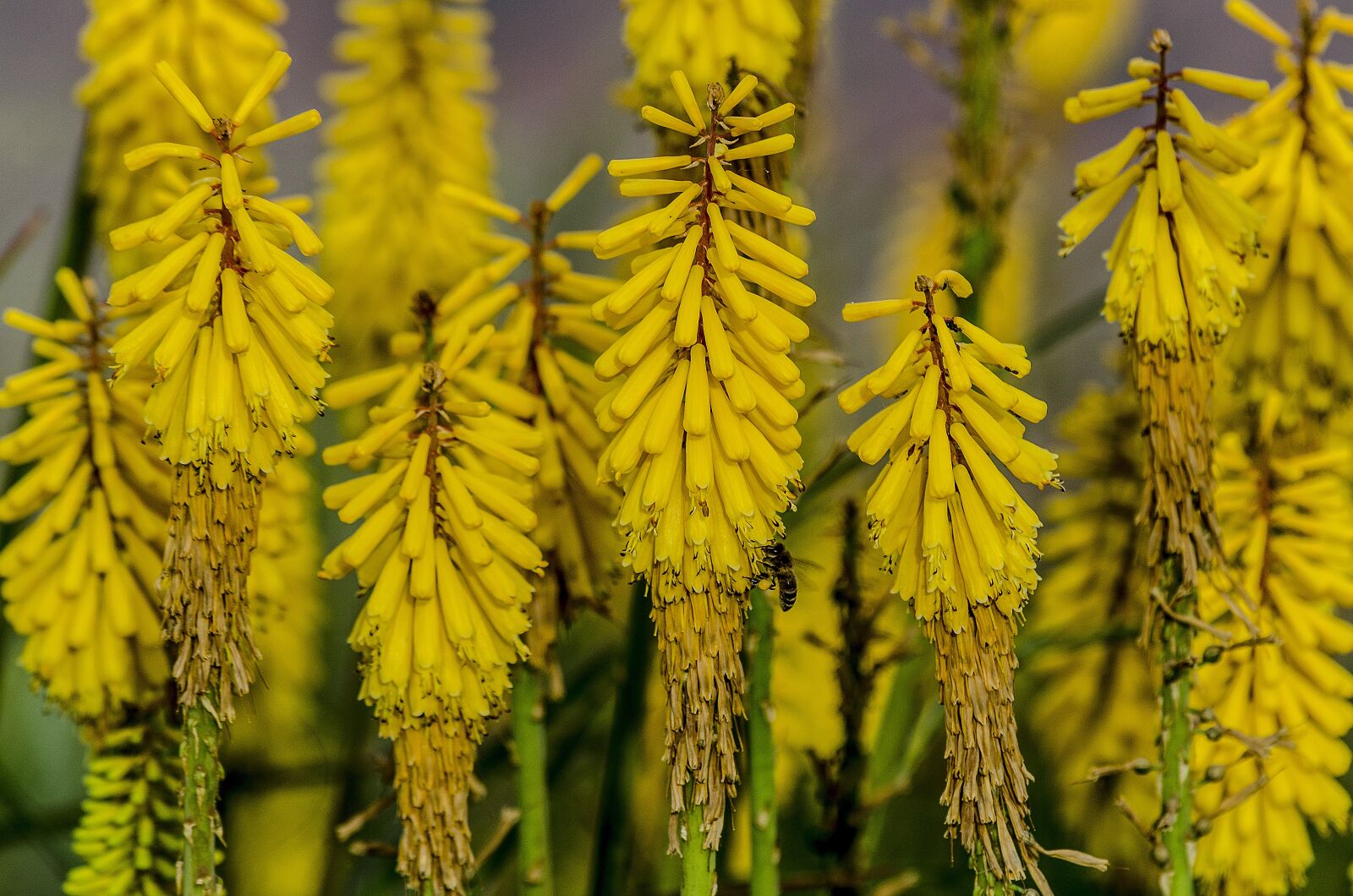 Nikon D7000 sample photo. Flower, nature, spring photography