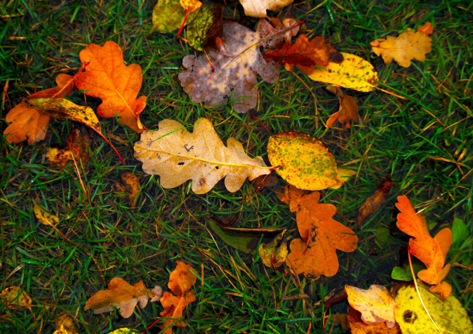 Canon EOS 1200D (EOS Rebel T5 / EOS Kiss X70 / EOS Hi) sample photo. Leaves, autumn, bright photography