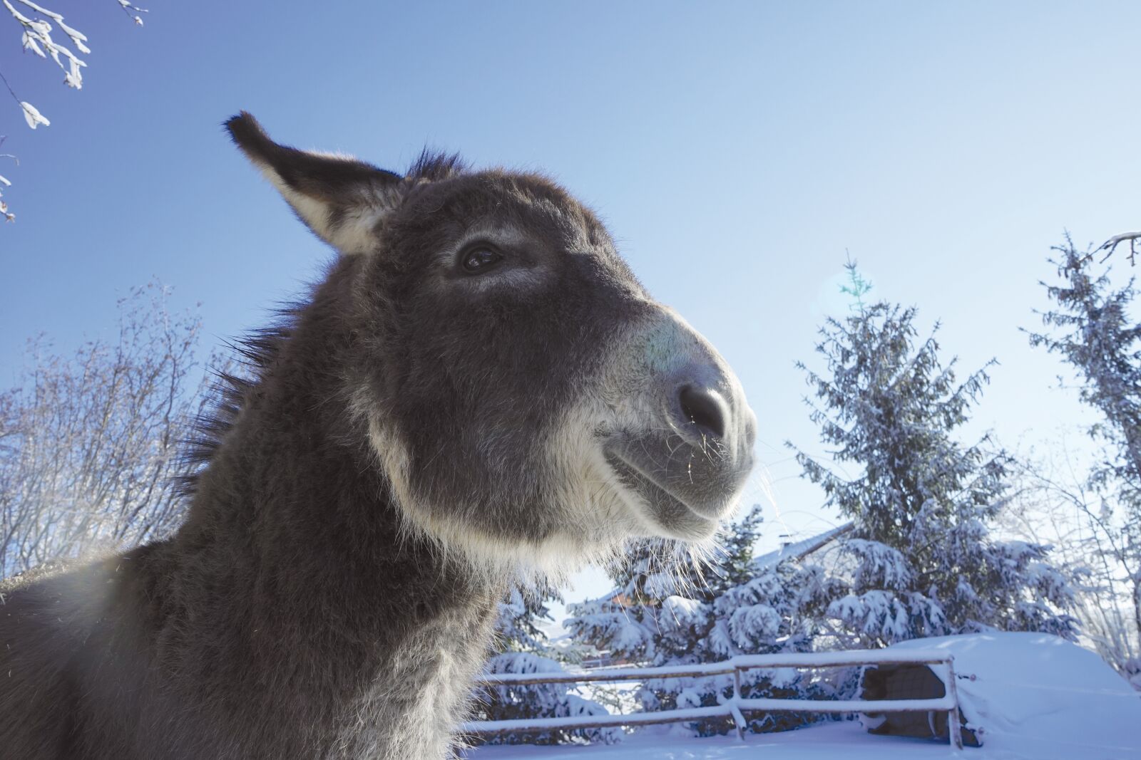 Sony a7 + Sony FE 28-70mm F3.5-5.6 OSS sample photo. Donkey hiking, donkey, domestic photography