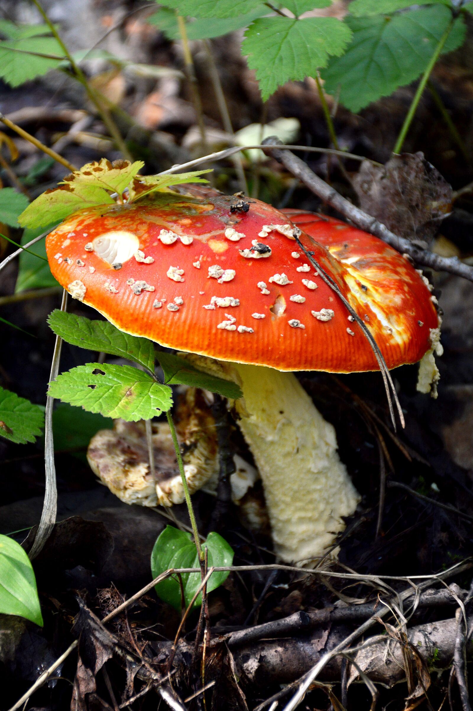 Nikon D3200 sample photo. Mushroom, amanita, summer photography