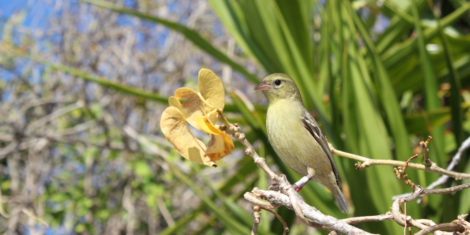 Canon EOS 550D (EOS Rebel T2i / EOS Kiss X4) sample photo. Bird, green, nature photography