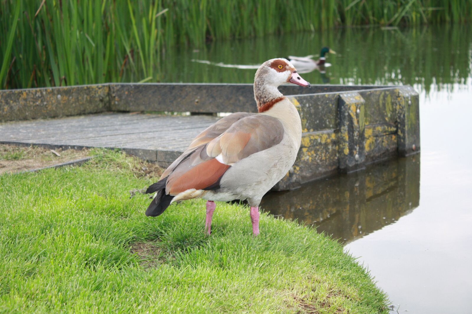 Canon EOS 450D (EOS Rebel XSi / EOS Kiss X2) sample photo. Goose, nature, bird photography