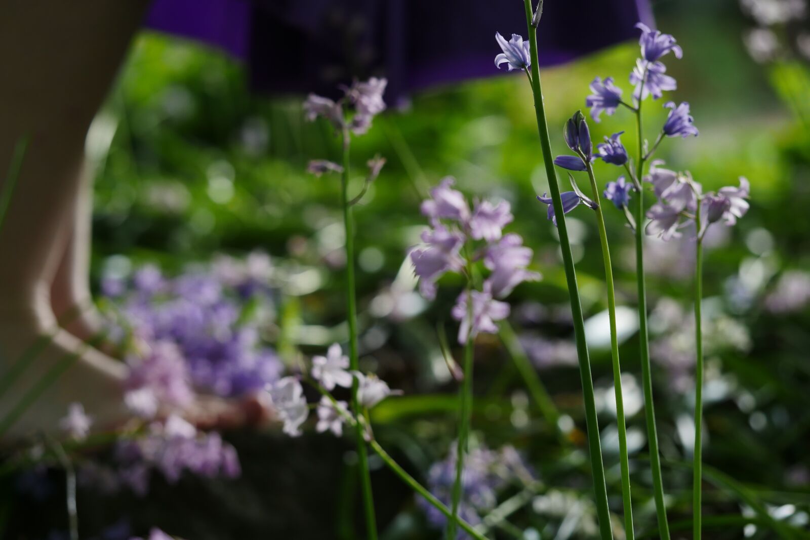 Panasonic Lumix DMC-GH4 sample photo. May flowers, earth day photography
