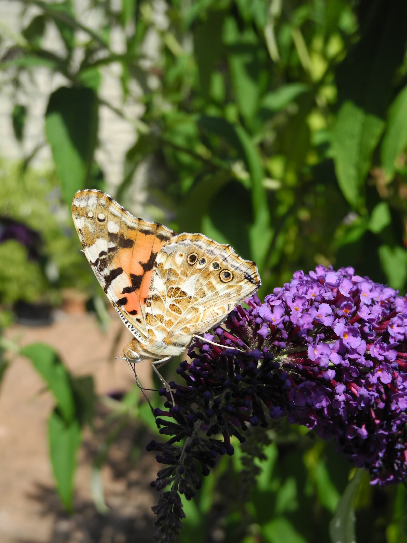 Nikon Coolpix P7000 sample photo. Butterfly, tigist, animal photography
